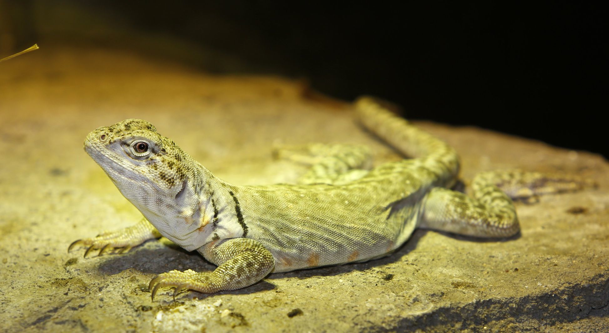 State reptile
